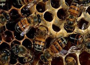 Africanized Honey Bees