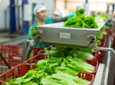 Fresh green lettuce on vegetable sorting production line