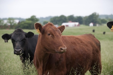 5/18/10 Gourmet Pasture Beef, LLC/ TAEP Grain Bins,