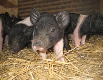 pig