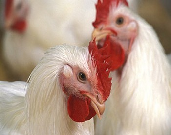 poultry