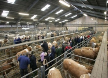 Livestock market