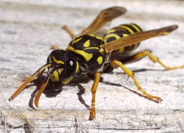 Hornet