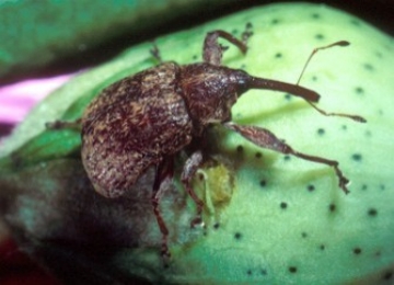 Boll weevil on cotton boll
