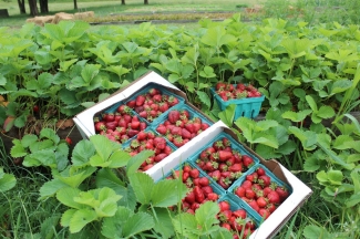 Pick Your Own Berries
