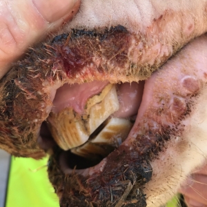 State Veterinarian Warns Livestock Owners of Virus Threat State Veterinarian Warns Livestock Owners of Virus Threat