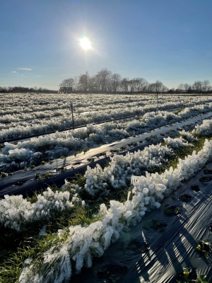 Amazin Acres Spring Plants Treated During Freezing Temperatures Amazin Acres Spring Plants Treated During Freezing Temperatures