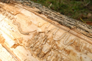 Emerald Ash Borer Emerald Ash Borer
