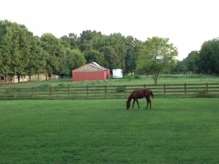 Horse in Field