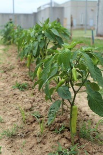 WTSP Garden