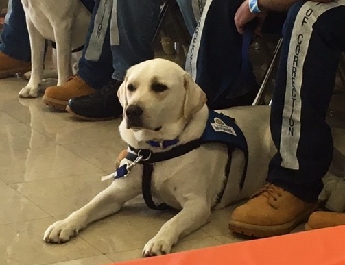 TCIXRetrievingIndependenceWhiteDog
