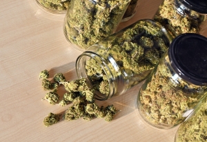 Dry and trimmed cannabis buds stored in a glas jars. Dry and trimmed cannabis buds stored in a glas jars.