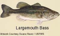 Largemouth Bass