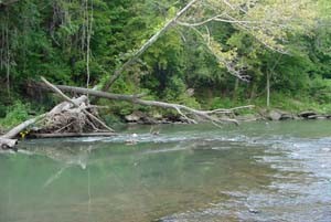 Warmwater Streams