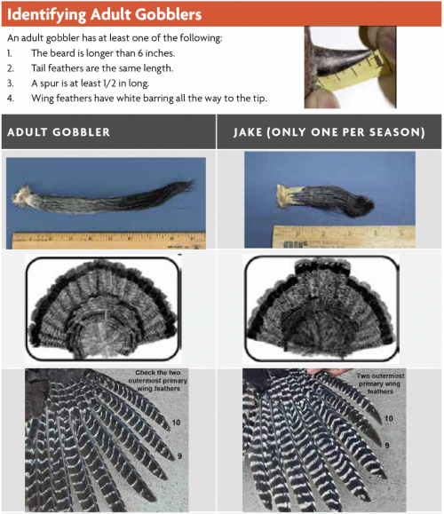 How to identify an Adult Gobbler How to identify an Adult Gobbler