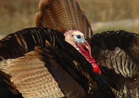 Wild Turkey in Tennessee
