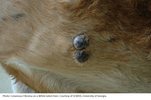 Cutaneous Fibroma on a White-tailed Deer Photo of Cutaneous Fibroma on a White-tailed Deer