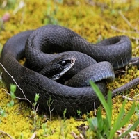 Reptiles
