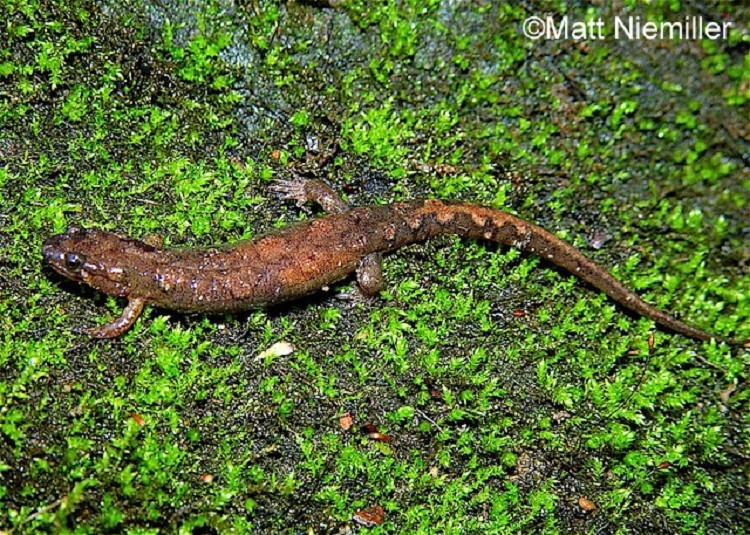 Female Cumberland Dusky Salamander