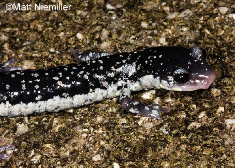 Tellico Salamander