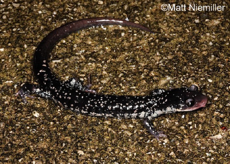 Tellico Salamander