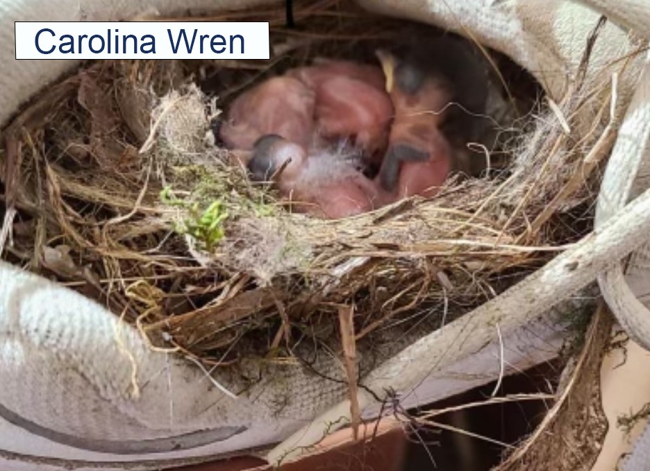 Carolina Wren Carolina Wren Babies