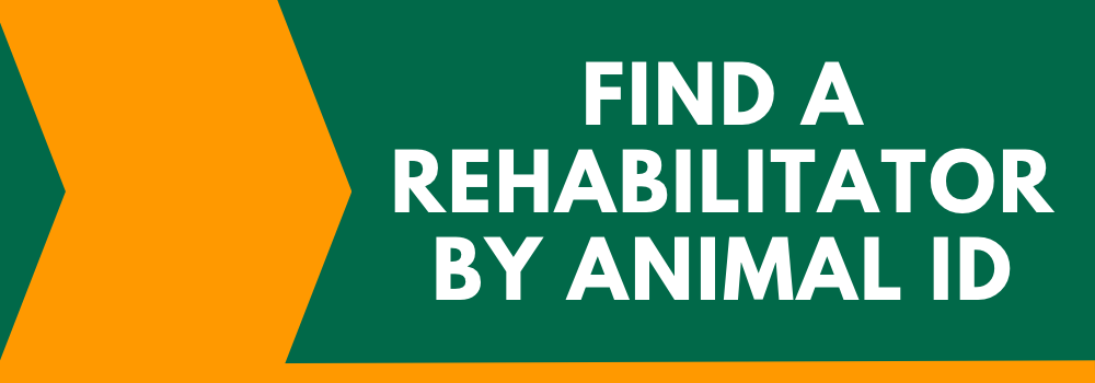 Mammal ID Find a Rehabilitator by Animal ID
