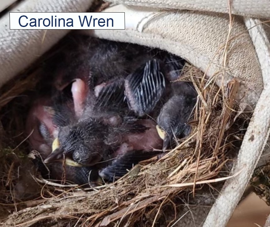 Carolina Wren Carolina Wren Babies