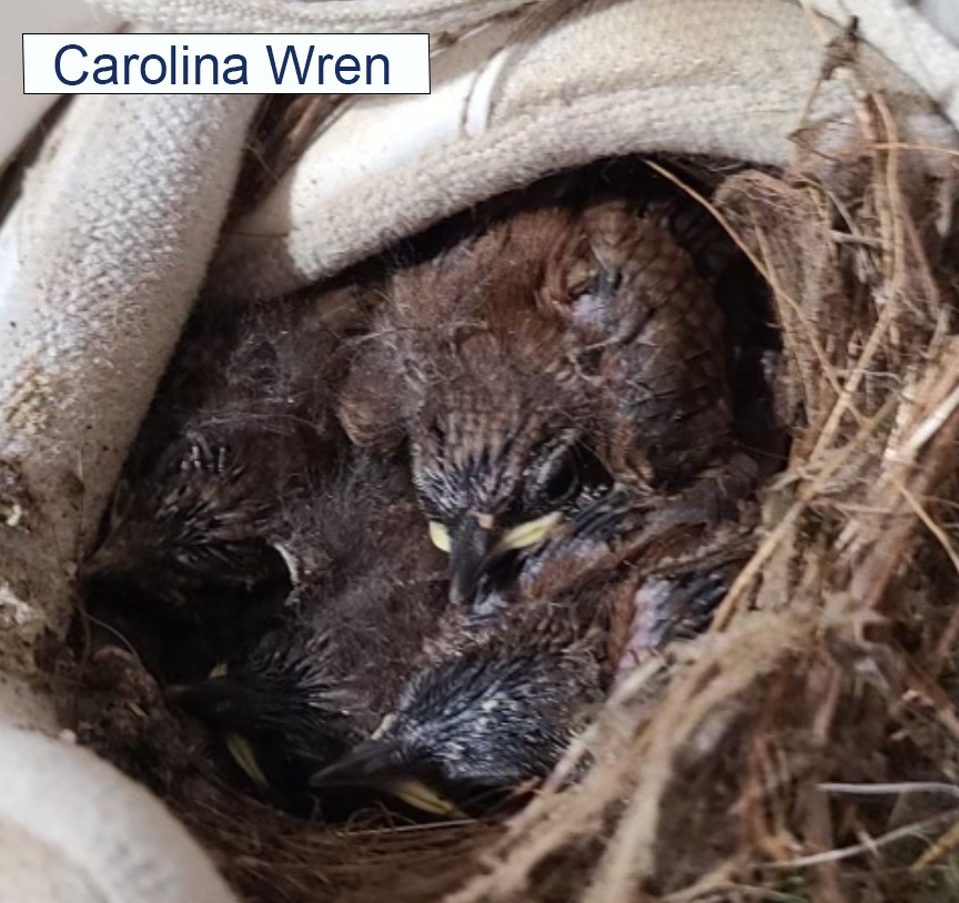Carolina Wren Carolina Wren Babies