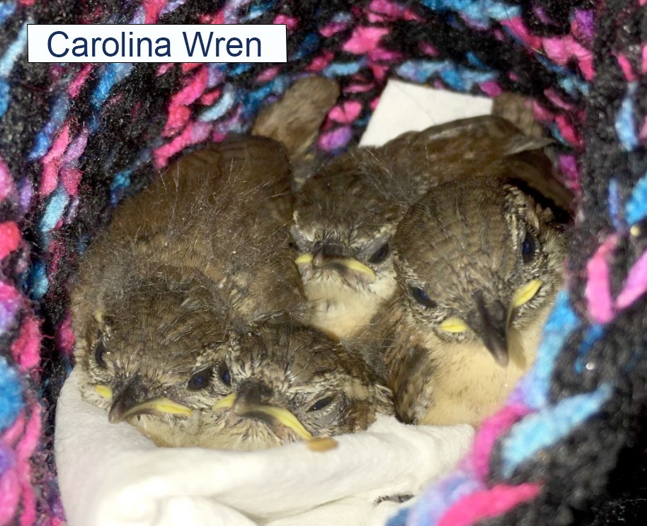 Carolina Wren Carolina Wren Babies