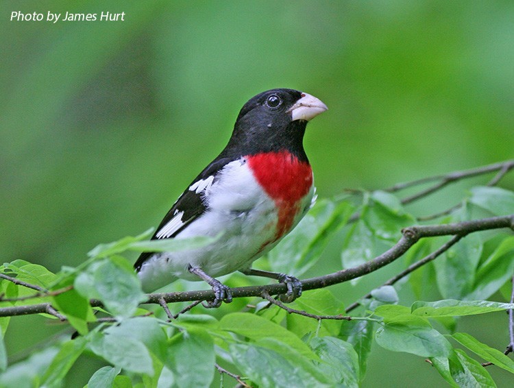 Rose-breasted Grosbeak