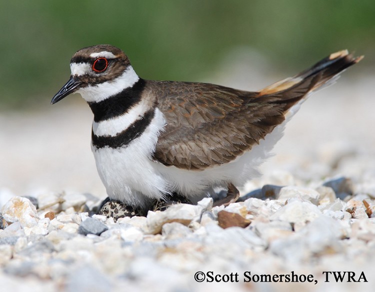 Killdeer, Charadrius vociferus, Adult on nest. Photo Credit: Scott Somershoe Killdeer, Charadrius vociferus, Adult on nest. Photo Credit: Scott Somershoe