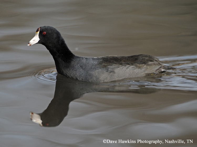 American Coot, Fulica americana, Adult. Photo Credit: Dave Hawkins American Coot, Fulica americana, Adult. Photo Credit: Dave Hawkins