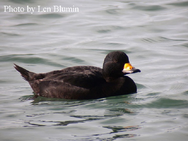 Black Scoter Melanitta nigra, male, Photo Credit: Len Blumin Black Scoter Melanitta nigra, male, Photo Credit: Len Blumin
