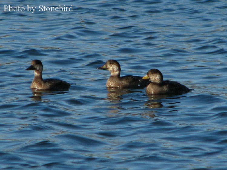 Black Scoter Black Scoter