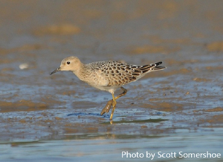 buff-breasted-sandpiper Buff-breasted Sandpiper