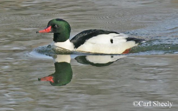 Common Merganser Mergus merganser, adult male. Photo Credit: Carl Sheely Common Merganser Mergus merganser, adult male. Photo Credit: Carl Sheely