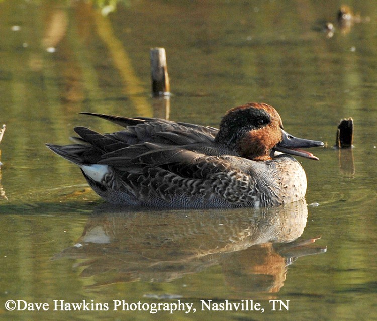 Green-winged Teal Anas crecca, Adult Male, Photo Credit: Dave Hawkins Green-winged Teal Anas crecca, Adult Male, Photo Credit: Dave Hawkins
