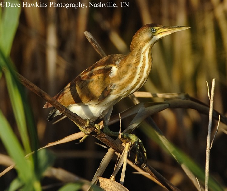 Least Bittern, Adult. Photo Credit: Dave Hawkins