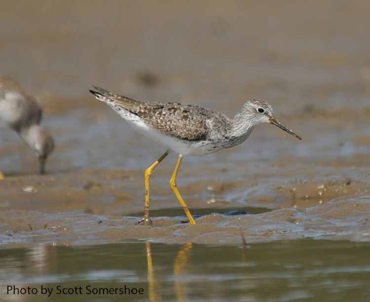 Lesser Yellowlegs, Tringa flavipes, Adult. Photo Credit: Scott Somershoe Lesser Yellowlegs, Tringa flavipes, Adult. Photo Credit: Scott Somershoe