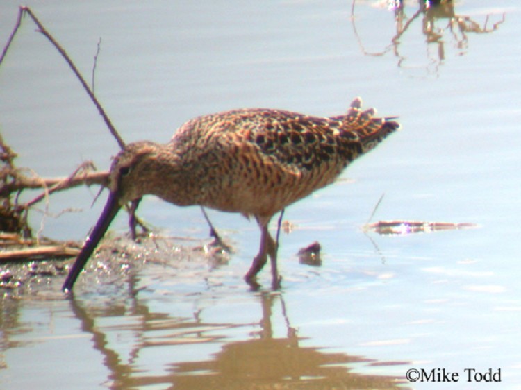 long-billed-dowitcher Long-billed Dowitcher