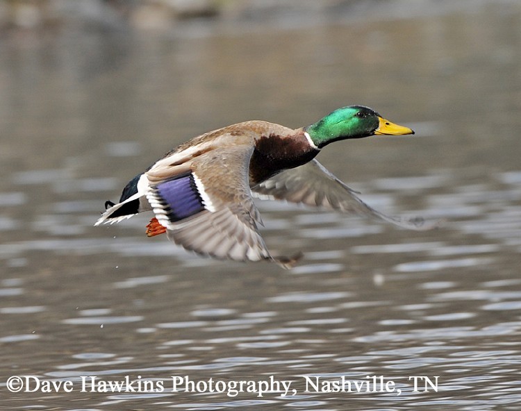 Mallard Anas platyrhynchos, Adult male. Photo Credit: Dave Hawkins Mallard Anas platyrhynchos, Adult male. Photo Credit: Dave Hawkins