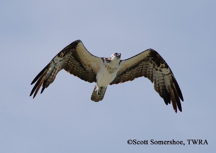 Osprey, Pandion haliaetus, in flight. Photo Credit: Scott Somershoe Osprey, Pandion haliaetus, in flight. Photo Credit: Scott Somershoe