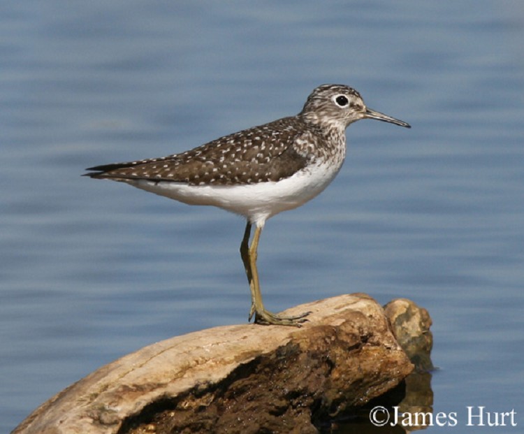 Solitary Sandpiper, Tringa solitaria, Spring Adult. Photo Credit: James Hurt Solitary Sandpiper, Tringa solitaria, Spring Adult. Photo Credit: James Hurt