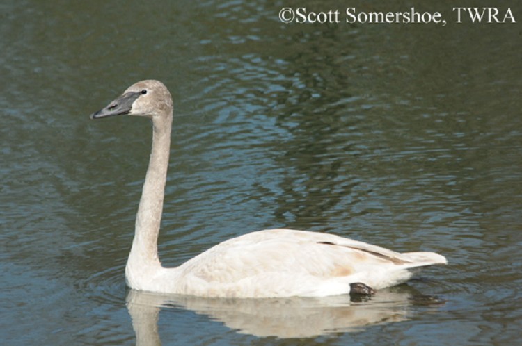 Trumpeter Swan Cygnus buccinator Trumpeter Swan Cygnus buccinator