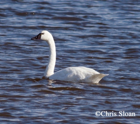Tundra Swan Cygnus columbianus Tundra Swan Cygnus columbianus