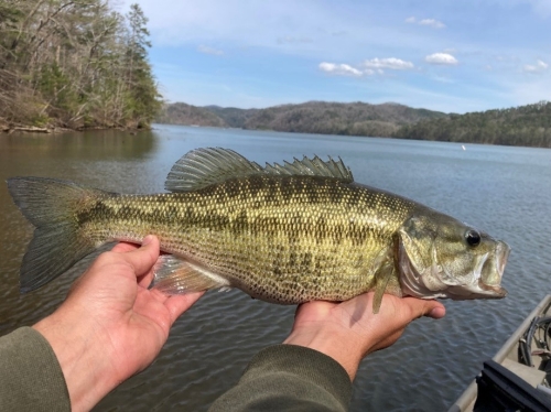 Alabama Bass Identification