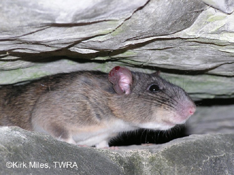 allegheny-woodrat allegheny-woodrat