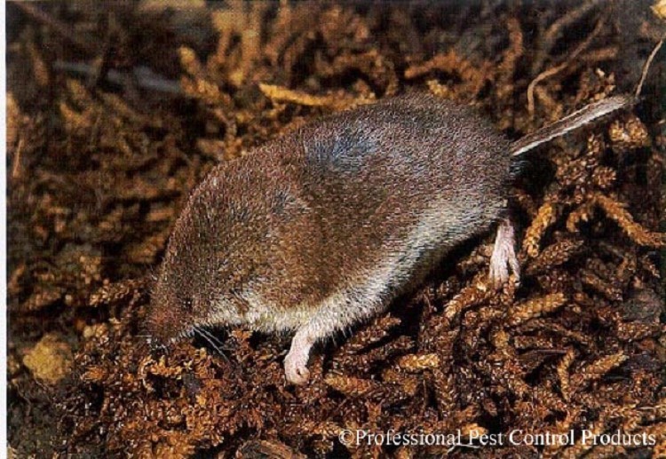 American-pygmy-shrew American-pygmy-shrew
