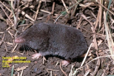 Southern-short-tailed-shrew Southern-short-tailed-shrew